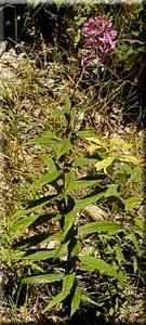 29497_CHAMANG thumbnail