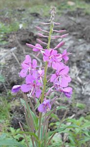 29497_CHAMANG_12 thumbnail