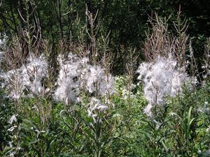 29497_CHAMANG_13 thumbnail