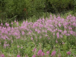 29497_CHAMANG_14 thumbnail