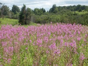 29497_CHAMANG_15 thumbnail