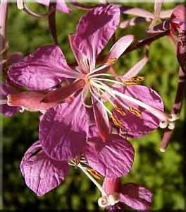 29497_CHAMANG_2 thumbnail