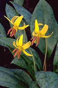 6516_ERYTAME thumbnail