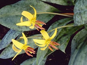 6516_ERYTAME_3 thumbnail