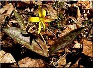 6516_ERYTAME_4 thumbnail