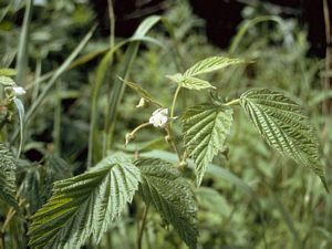 8934_RUBUIDA thumbnail