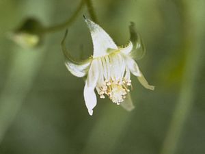 8934_RUBUIDA_2 thumbnail