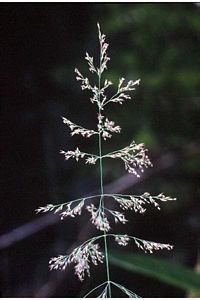 7486_CALACAN thumbnail