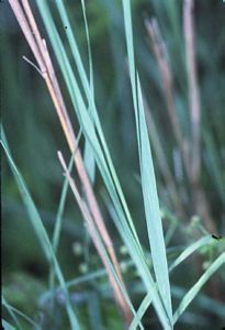 7486_CALACAN_2 thumbnail