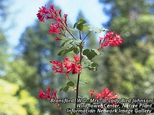 6084_RIBESAN_2 thumbnail