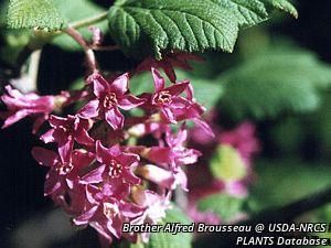 6084_RIBESAN_3 thumbnail