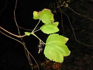 6084_RIBESAN_5 thumbnail