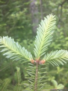 7159_ABIEBAL_502 thumbnail