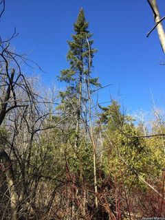 7159_ABIEBAL_530 thumbnail