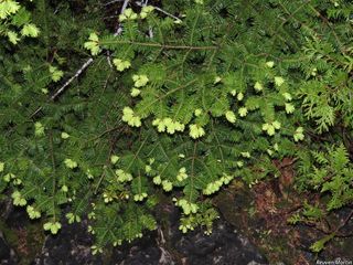 7159_ABIEBAL_533 thumbnail