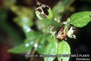 5587_ACALRHO_3 thumbnail