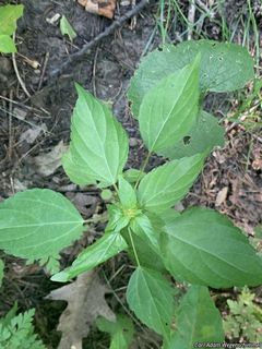 5587_ACALRHO_500 thumbnail