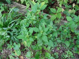 5587_ACALRHO_501 thumbnail