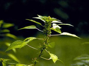 5587_ACALRHO thumbnail