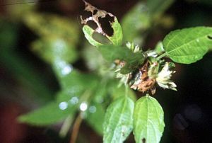 5587_ACALRHO_3 thumbnail