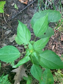 5587_ACALRHO_500 thumbnail