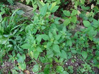 5587_ACALRHO_501 thumbnail