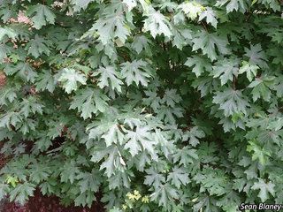 9205_ACERMAC_2650 thumbnail