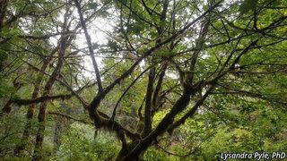 9205_ACERMAC_3248 thumbnail