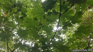 9205_ACERMAC_3249 thumbnail