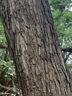 9207_ACERNIG_500 thumbnail