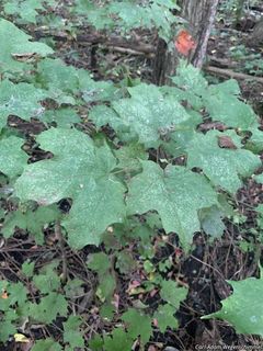 9207_ACERNIG_501 thumbnail