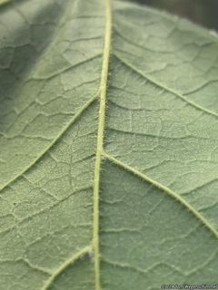 9207_ACERNIG_504 thumbnail