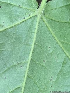 9207_ACERNIG_506 thumbnail