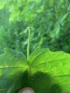 9207_ACERNIG_512 thumbnail