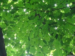 9207_ACERNIG_527 thumbnail