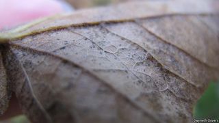 9207_ACERNIG_801 thumbnail