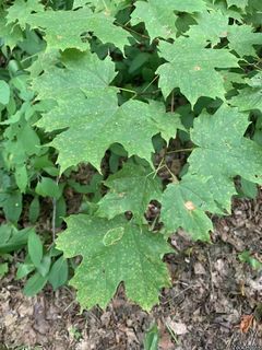 9214_ACERSAC_507 thumbnail