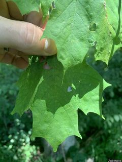 9214_ACERSAC_509 thumbnail