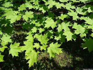 9214_ACERSAC_519 thumbnail