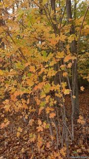 9214_ACERSAC_802 thumbnail