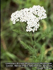 2768_ACHIMIL thumbnail