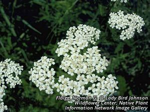 2768_ACHIMIL_1 thumbnail