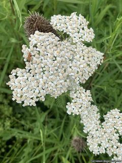 2768_ACHIMIL_500 thumbnail