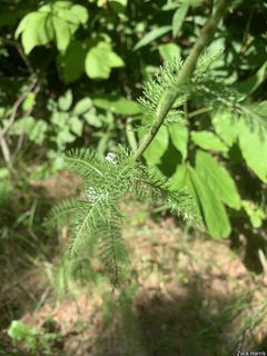 2768_ACHIMIL_502 thumbnail