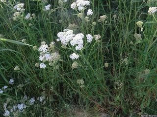 2768_ACHIMIL_514 thumbnail