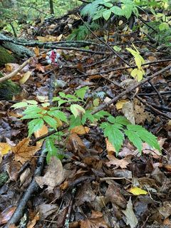 8409_ACTAPAC_500 thumbnail