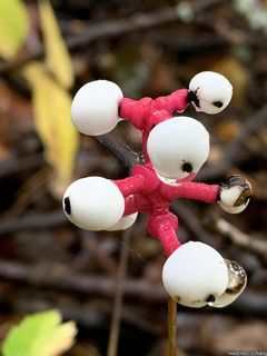 8409_ACTAPAC_501 thumbnail