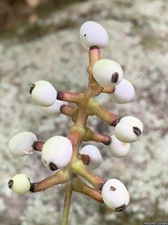 8409_ACTAPAC_502 thumbnail