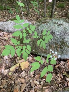 8409_ACTAPAC_503 thumbnail