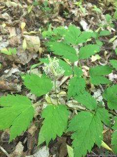 8409_ACTAPAC_508 thumbnail